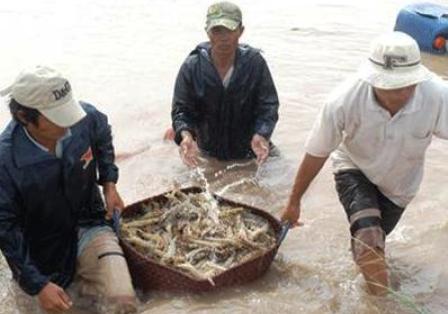 Nguyên liệu tôm bị thương nhân Trung Quốc giành giật